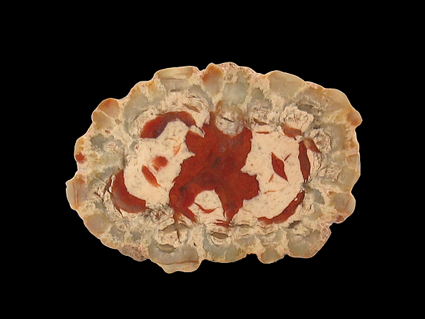 Chalcedony pseudomorph after Barite, The Poison Strip, Thompsons District, Grand County, Utah